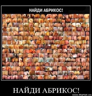 абрикос.jpg